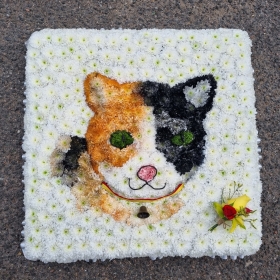 Cricket Tribute