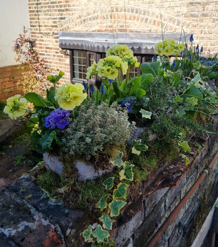 Natural Planted Arrangement